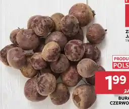 Stokrotka Buraki Czerwone oferta