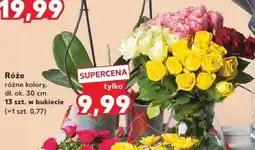 Kaufland Róże różne kolory oferta
