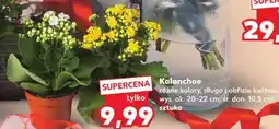 Kaufland Kalanchoe różne kolory oferta
