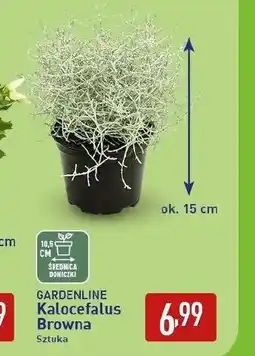 ALDI Kalocefalus Gardenline oferta