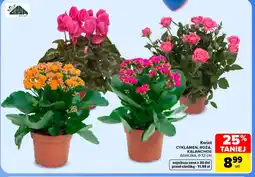 Carrefour Market Kwiat oferta