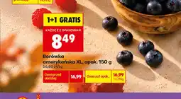 Biedronka Borówka amerykańska XL oferta