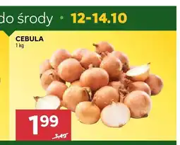Stokrotka Cebula oferta