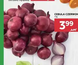 Stokrotka Cebula czerwona oferta