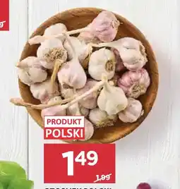 Stokrotka Czosnek polski Harnaś oferta