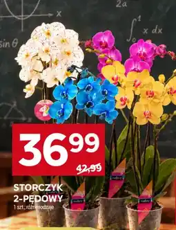 Stokrotka Storczyk 2-pędowy oferta