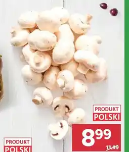 Stokrotka Pieczarki oferta
