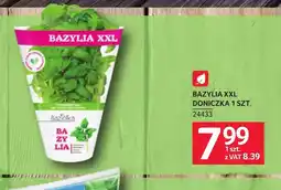 Selgros Bazylia oferta
