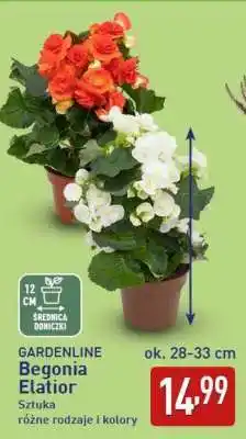 ALDI Begonia elatior oferta