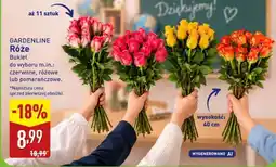 ALDI GARDENLINE Róże oferta
