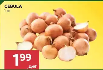 Stokrotka Market Cebula oferta