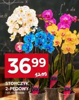 Stokrotka Market Storczyk 2-pędowy oferta