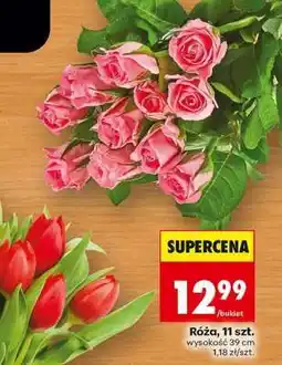 Biedronka Róża 11 szt oferta