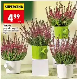 Biedronka Wrzos pączkowy oferta