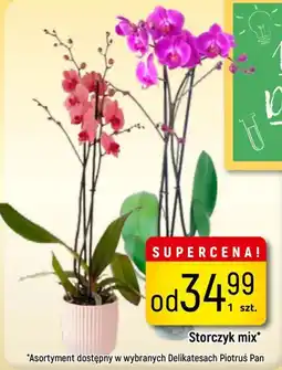 Delikatesy Piotruś Pan Storczyk mix* oferta