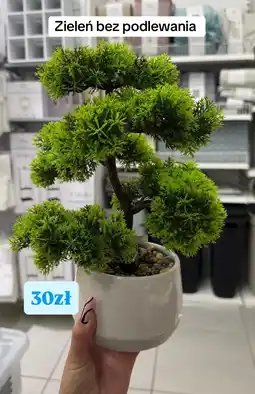 Pepco Sztuczne drzewko bonsai Zieleń bez podlewania oferta