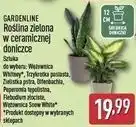 ALDI GARDENLINE Roślina zielona w ceramicznej doniczce oferta