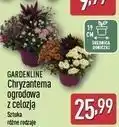 ALDI GARDENLINE Chryzantema ogrodowa z celozją oferta