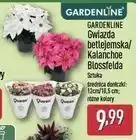 ALDI GARDENLINE Gwiazda betlejemska / Kalanchoe Blossfelda oferta