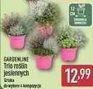 ALDI GARDENLINE Trio roślin jesiennych oferta