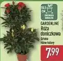 ALDI GARDENLINE Róża doniczkowa oferta