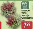 ALDI GARDENLINE Wrzos zwyczajny wielokolorowy oferta