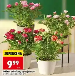 Biedronka Róża oferta
