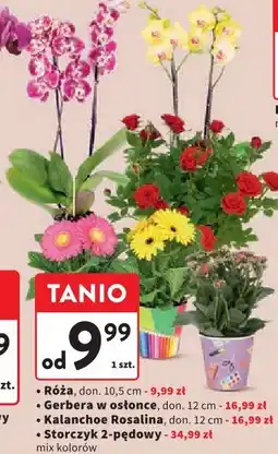 Intermarche Rośliny doniczkowe (Róża, Gerbera, Kalanchoe, Storczyk 2-pędowy) oferta