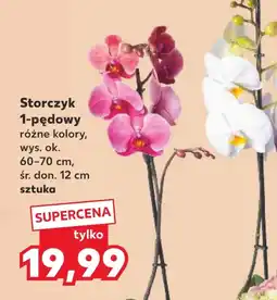 Kaufland Storczyk 1-pędowy oferta