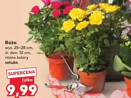 Kaufland Róża oferta