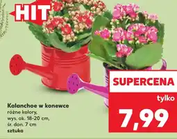 Kaufland Kalanchoe w konewce oferta