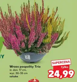 Kaufland Wrzos pospolity Trio oferta