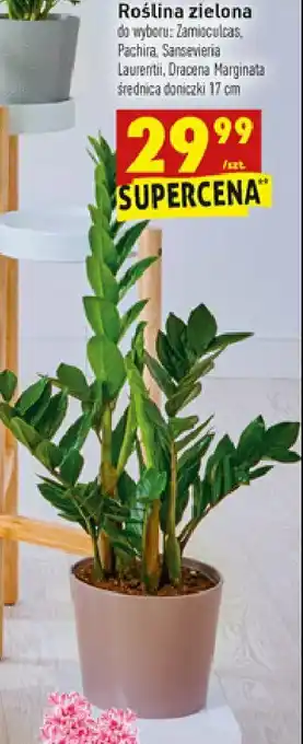 Biedronka Sansevieria laurentii 1 SZT oferta