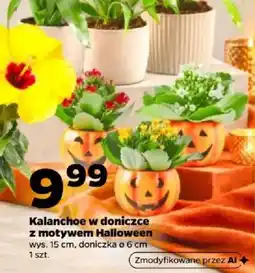 Netto Kalanchoe w doniczce z motywem Halloween oferta