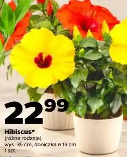 Netto Hibiscus* oferta