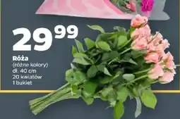 Netto Róża oferta