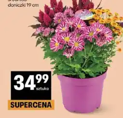 Delikatesy Centrum Kwiaty w doniczce oferta