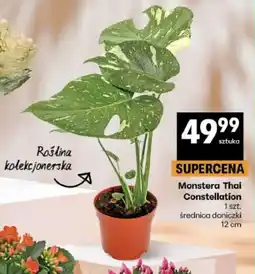 Delikatesy Centrum Monstera Thai Constellation oferta