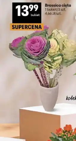 Delikatesy Centrum Brassica cięta oferta
