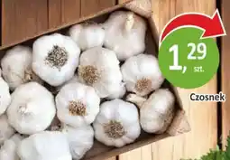 Sklepy S Czosnek oferta