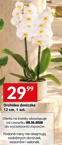 Twój Market Orchidea doniczka oferta