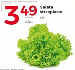 Frac Sałata strzępiasta oferta