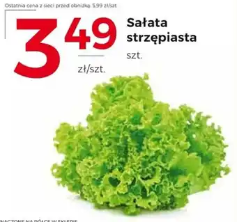 Sałata strzępiasta