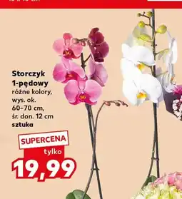 Kaufland Storczyk 1-pędowy oferta