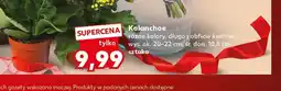 Kaufland Kalanchoe oferta