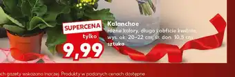 Kalanchoe