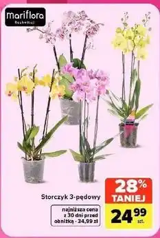 Carrefour Market Storczyk 3-pędowy Mariflora oferta