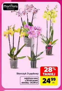 Carrefour Storczyk 3-pędowy Mariflora oferta