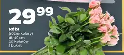Netto Róża oferta