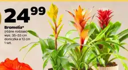 Netto Bromelia oferta